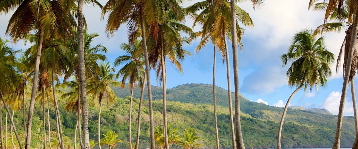 A tropical landscape with palm trees, a dirt path, and a mountain in the background.