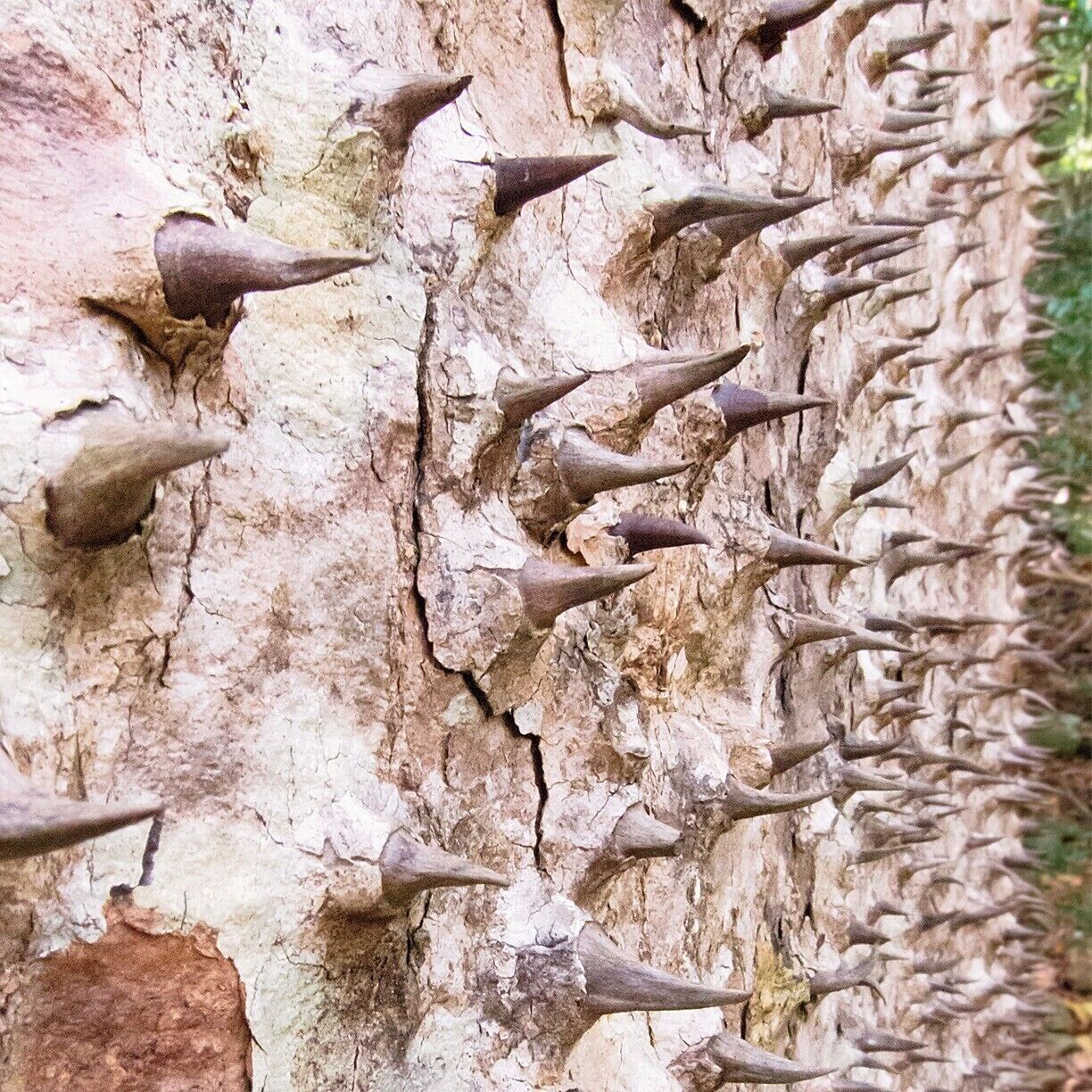 A young Kapok tree near Fort Shirley.  Apparently it will grow out of these thorns as it matures, but in the mean time, keep clear!