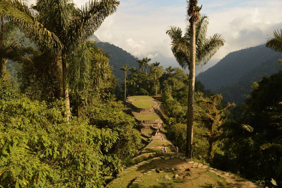 A terraced hillside with palm trees and dense vegetation.
