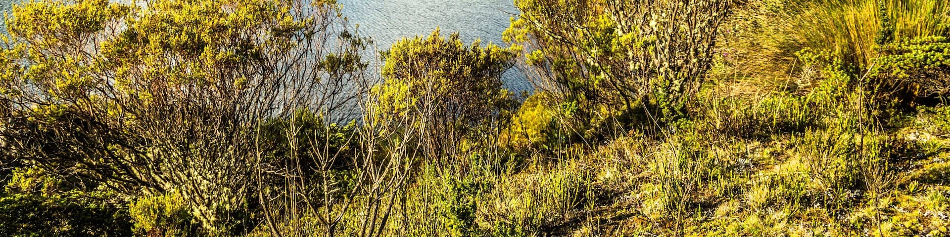 Los Nevados National Park which includes a lake or waterhole