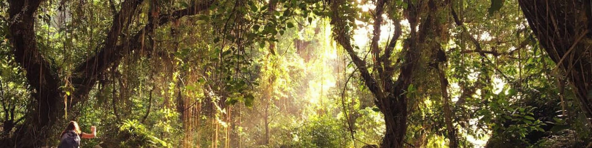 It's amazing to #takeahike trough the jungle of the Sierra Nevada de Santa Marta. The light, the trees, the water, the smells and sounds! Just magical #greatoutdoors #nature