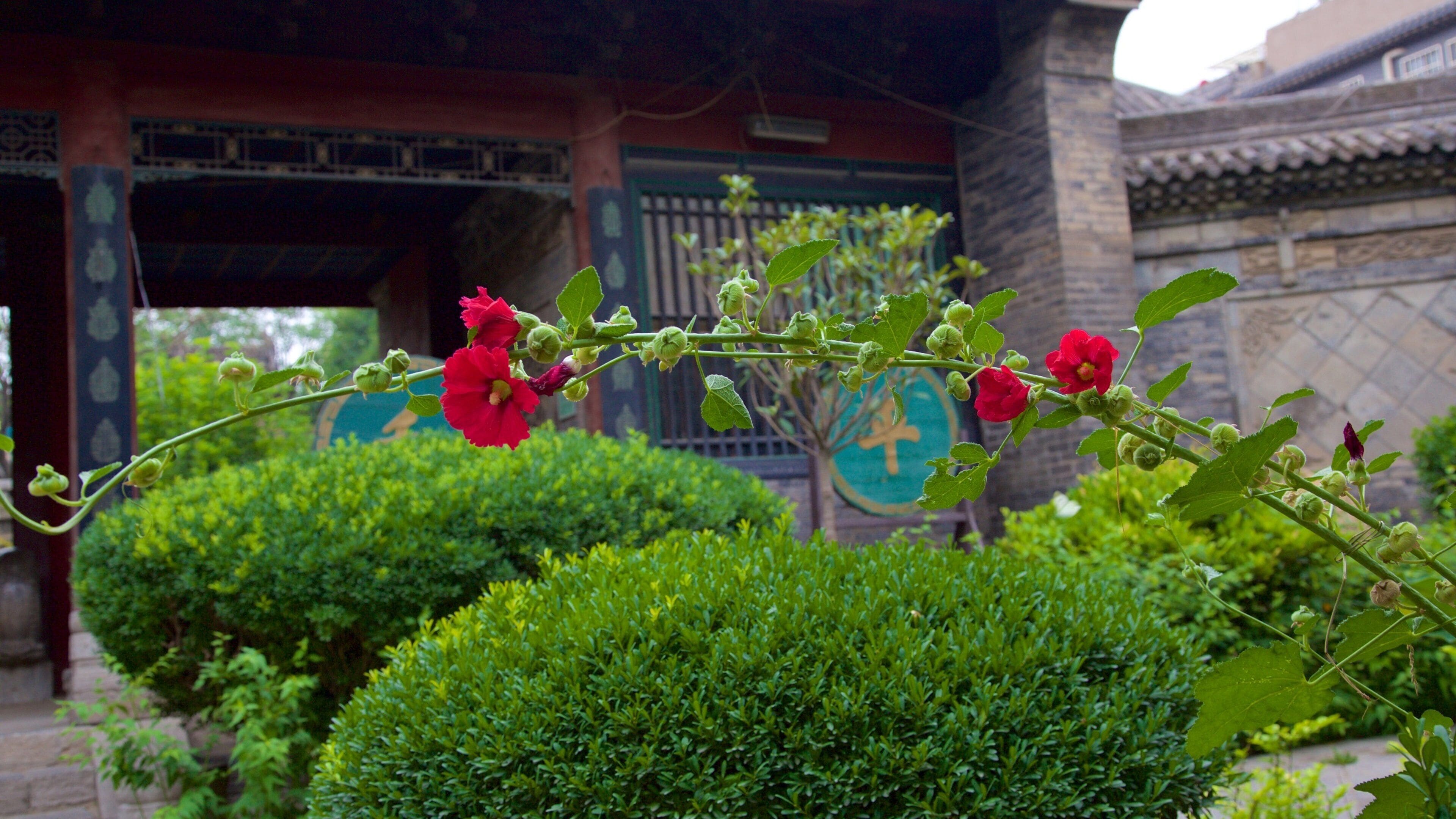 Grande Mesquita de Xi\'an que inclui uma mesquita e flores