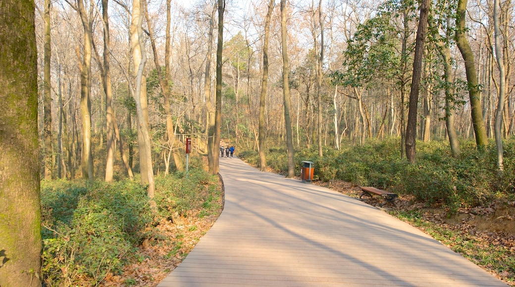 Dr. Sun Yat-Sen Mausoleum featuring forest scenes