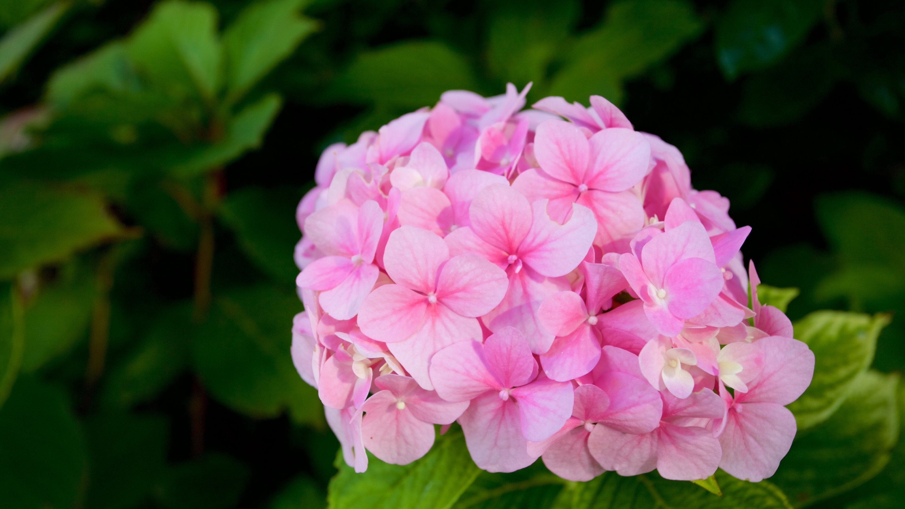 Parque Angiolina mostrando flores