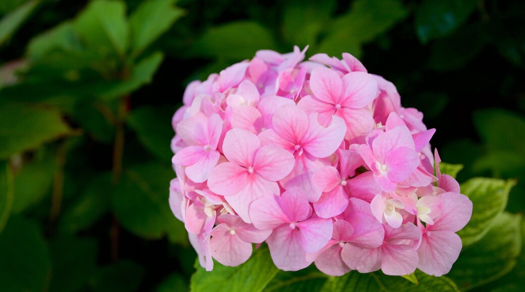 Parque Angiolina mostrando flores