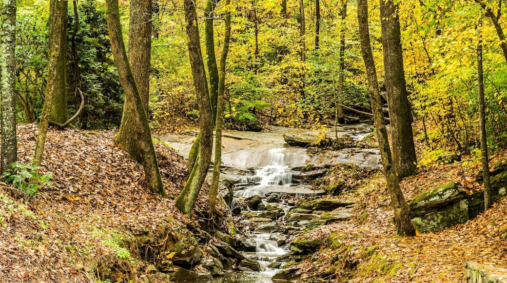 Nice place to walk, run, play, and feed crazy ducks. Some do wedding here too.