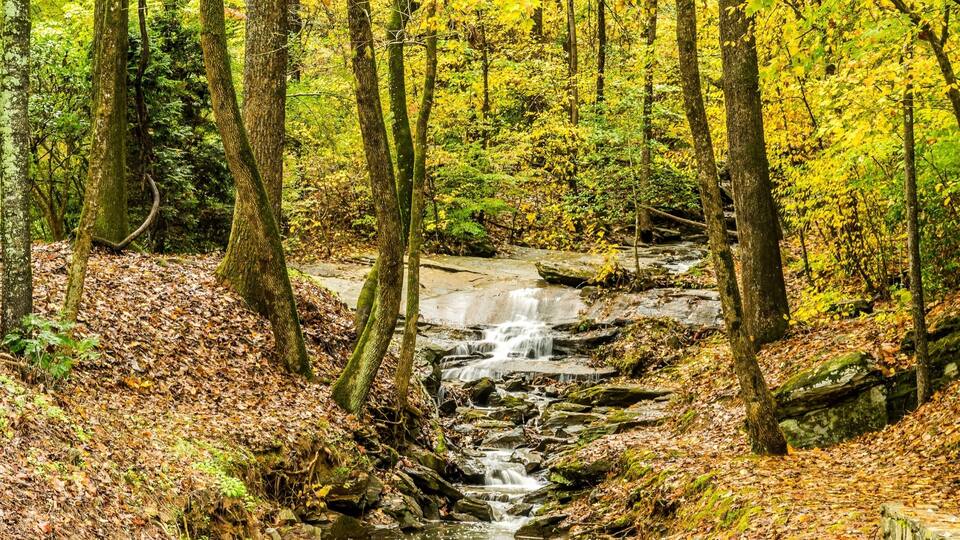 A forest stream surrounded by trees with autumn foliage.