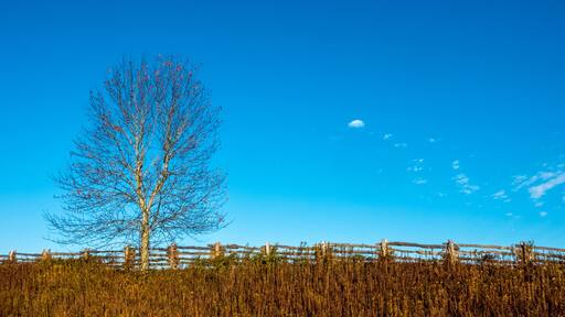 เลอนัวร์