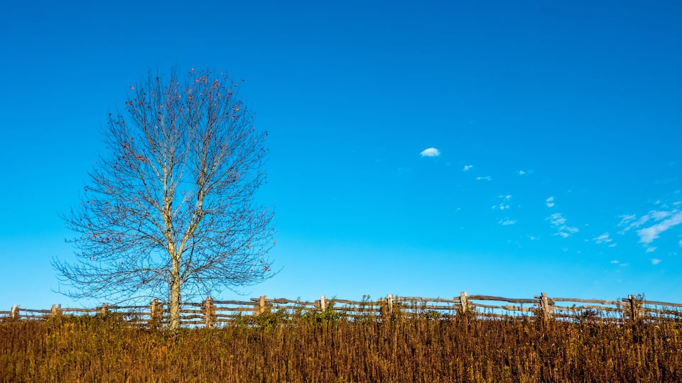 A clear blue sky, a leafless tree, and a wooden fence in a field.