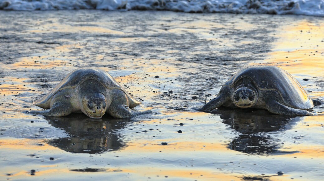 Refugio Nacional de Vida Silvestre Ostional