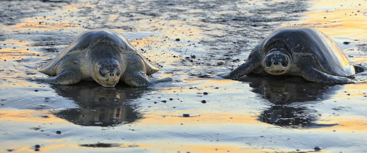 Two sea turtles on a wet sandy beach with waves in the background.