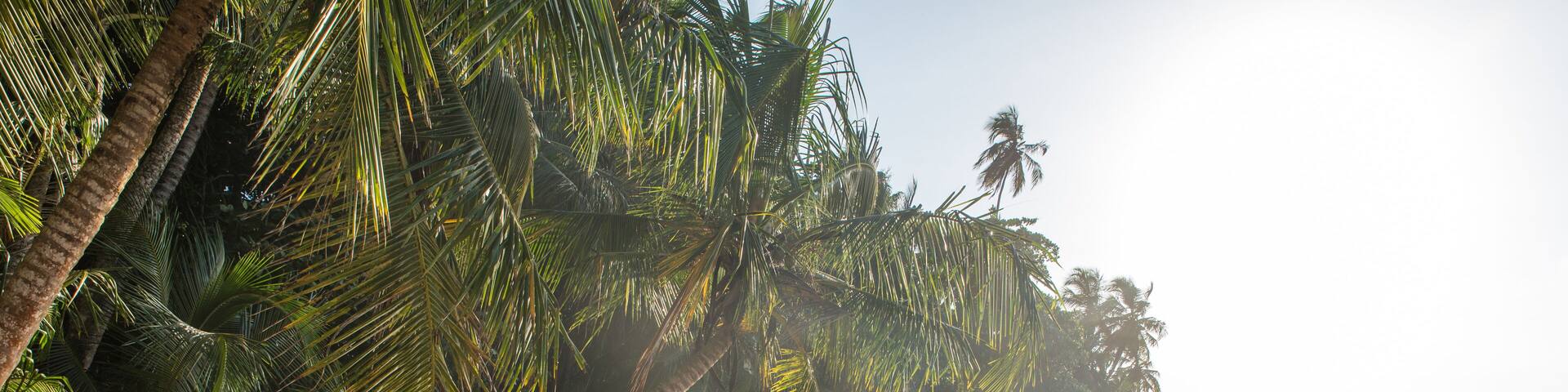 Couple at paradise wild beach of Manzanillo Park in Costa Rica; Shutterstock ID 448685533
