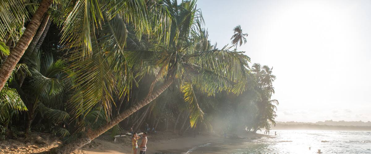 A sandy beach with palm trees and ocean waves.