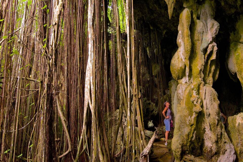 A person standing near a cave entrance with hanging roots and stalactites.