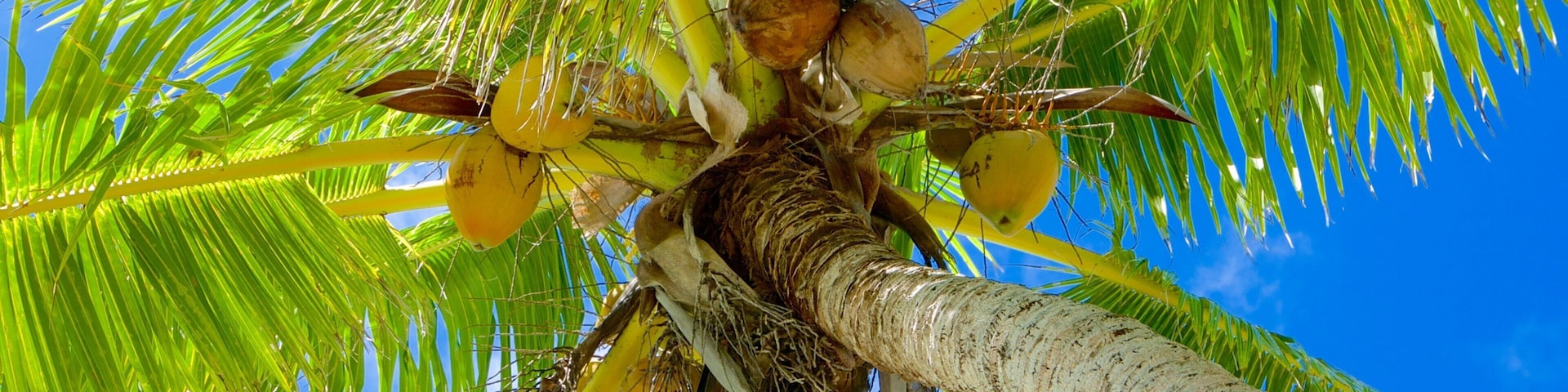 One Foot Island Beach featuring tropical scenes