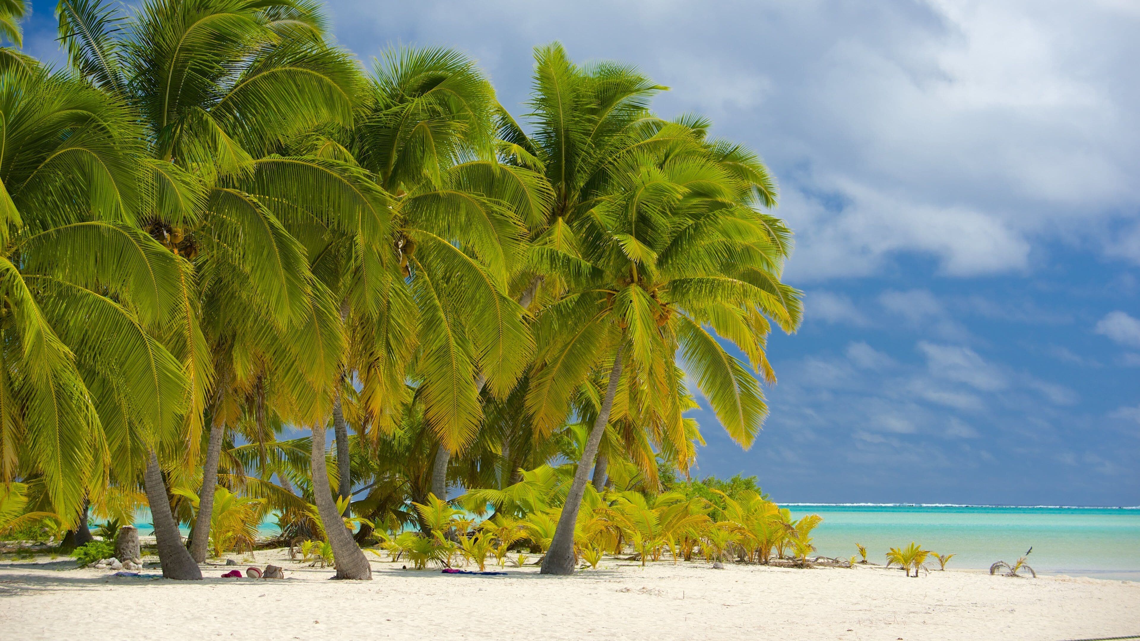 A beach with palm trees and turquoise water.