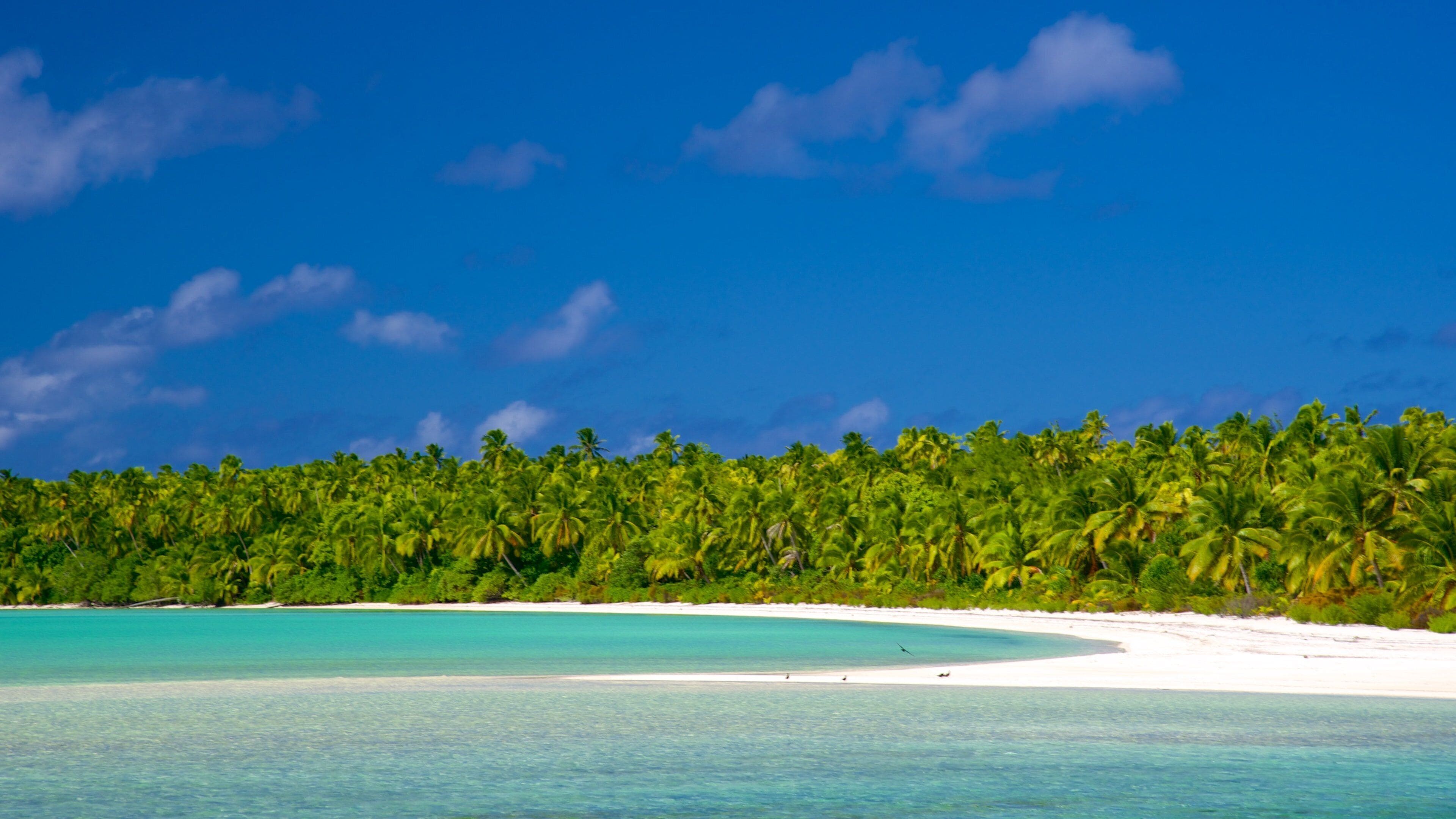 A beach with white sand and turquoise water, surrounded by dense green palm trees under a clear blue sky.