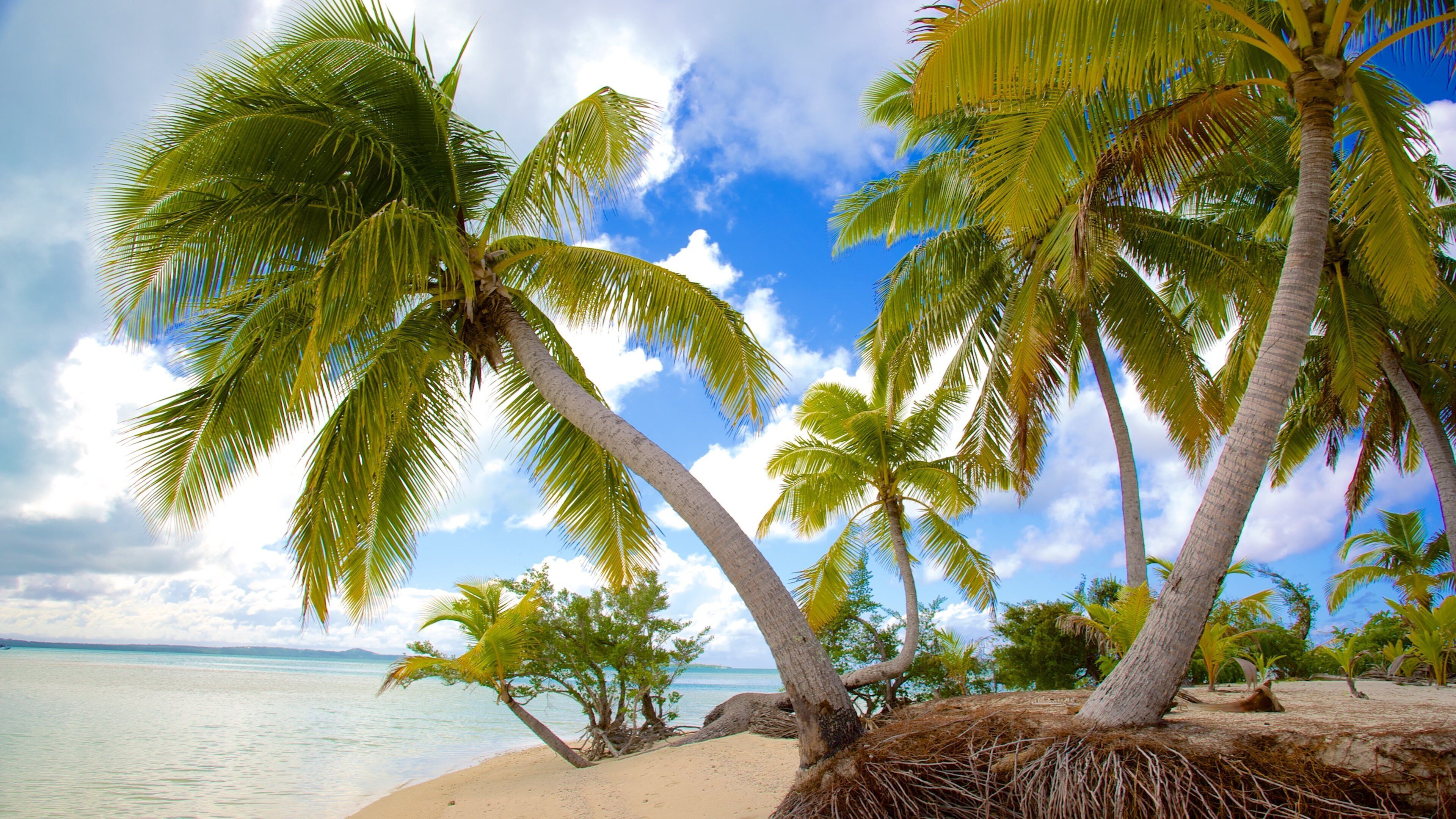 A beach with palm trees and clear blue water.