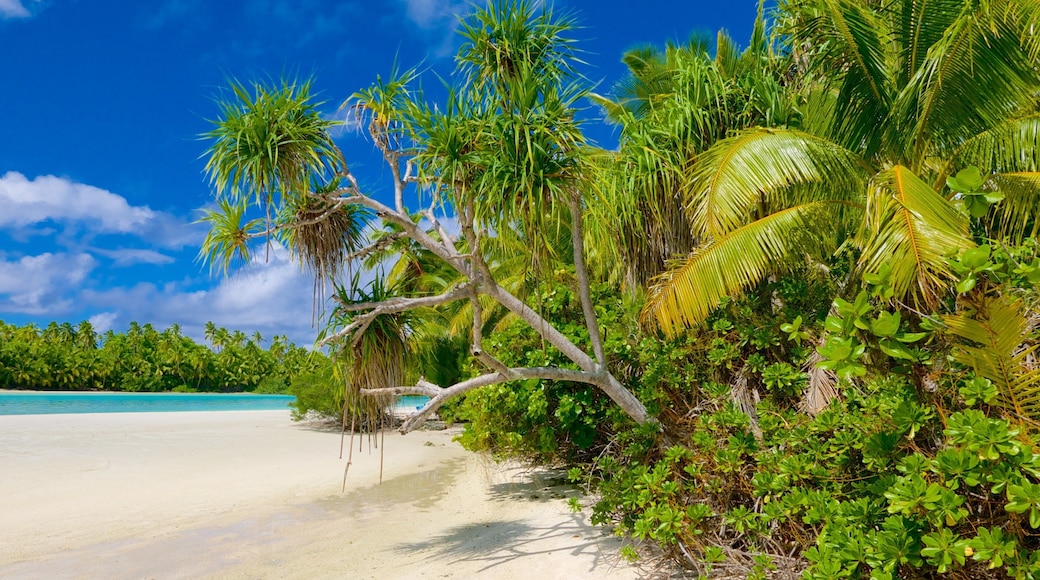 One Foot Island Beach showing tropical scenes and a beach