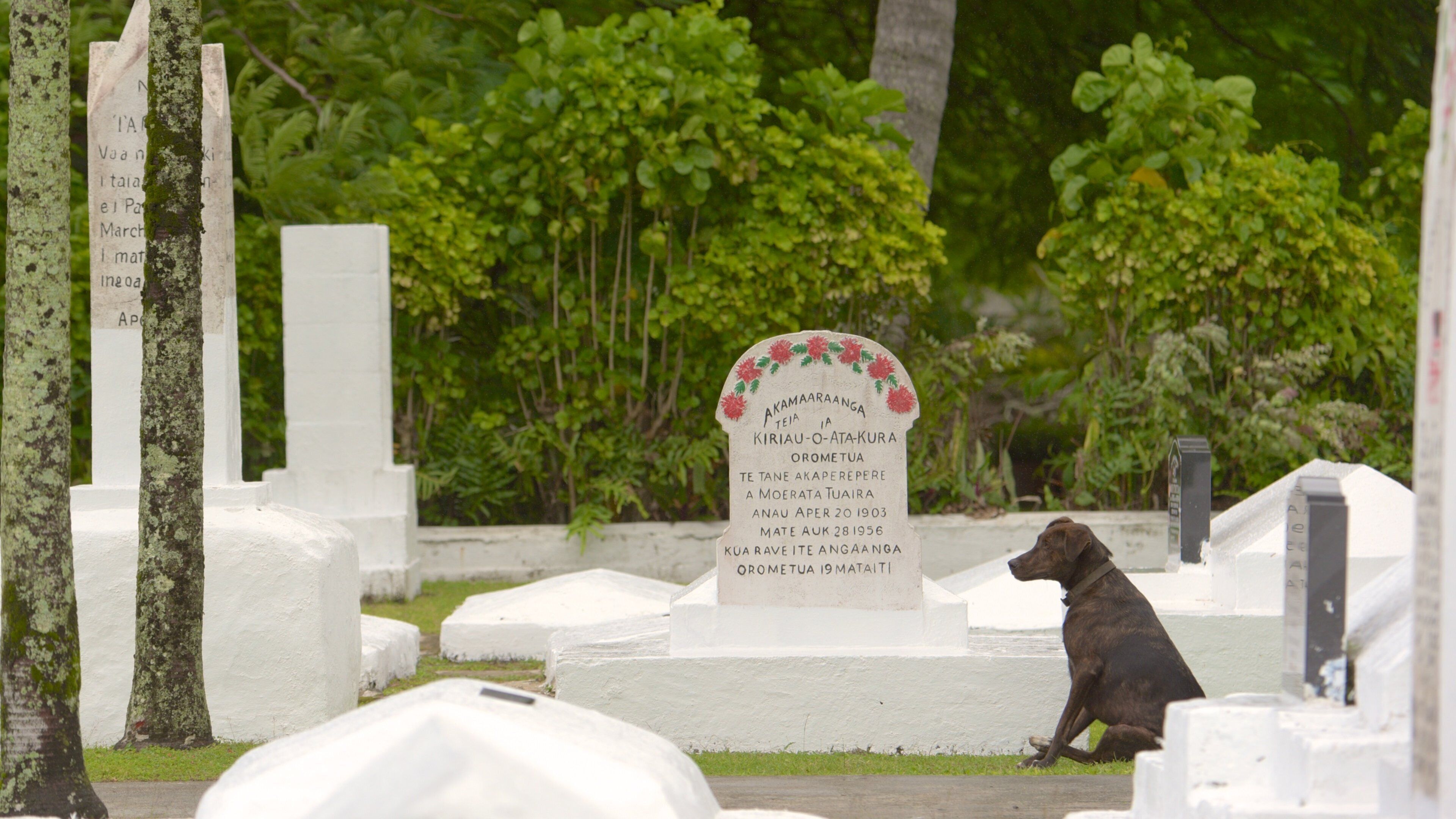 Cook Island Christian Church showing a cemetery