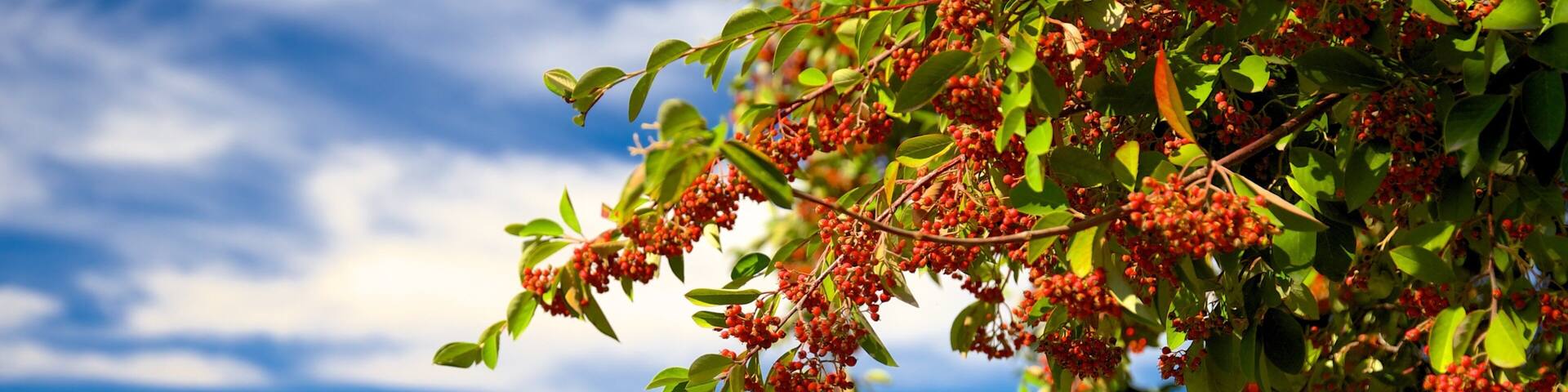 Lake Villarrica which includes landscape views, mountains and flowers