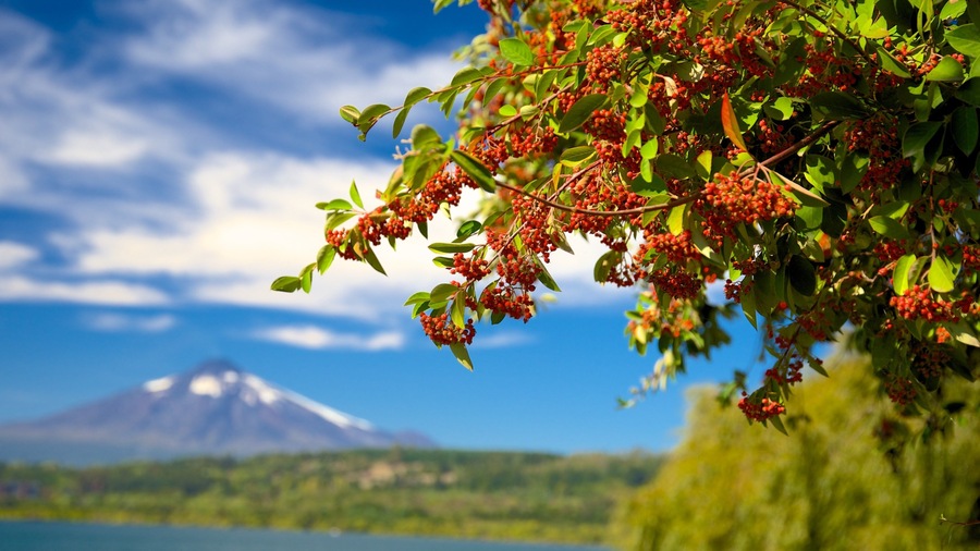 Lake Villarrica featuring landscape views, flowers and mountains