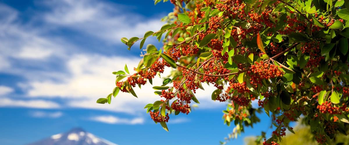 A mountain with a lake and red berries in the foreground.