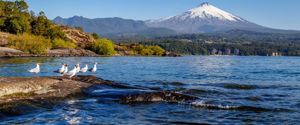 Un lago con gaviotas sobre una orilla rocosa, una montaña nevada al fondo y una ladera boscosa.