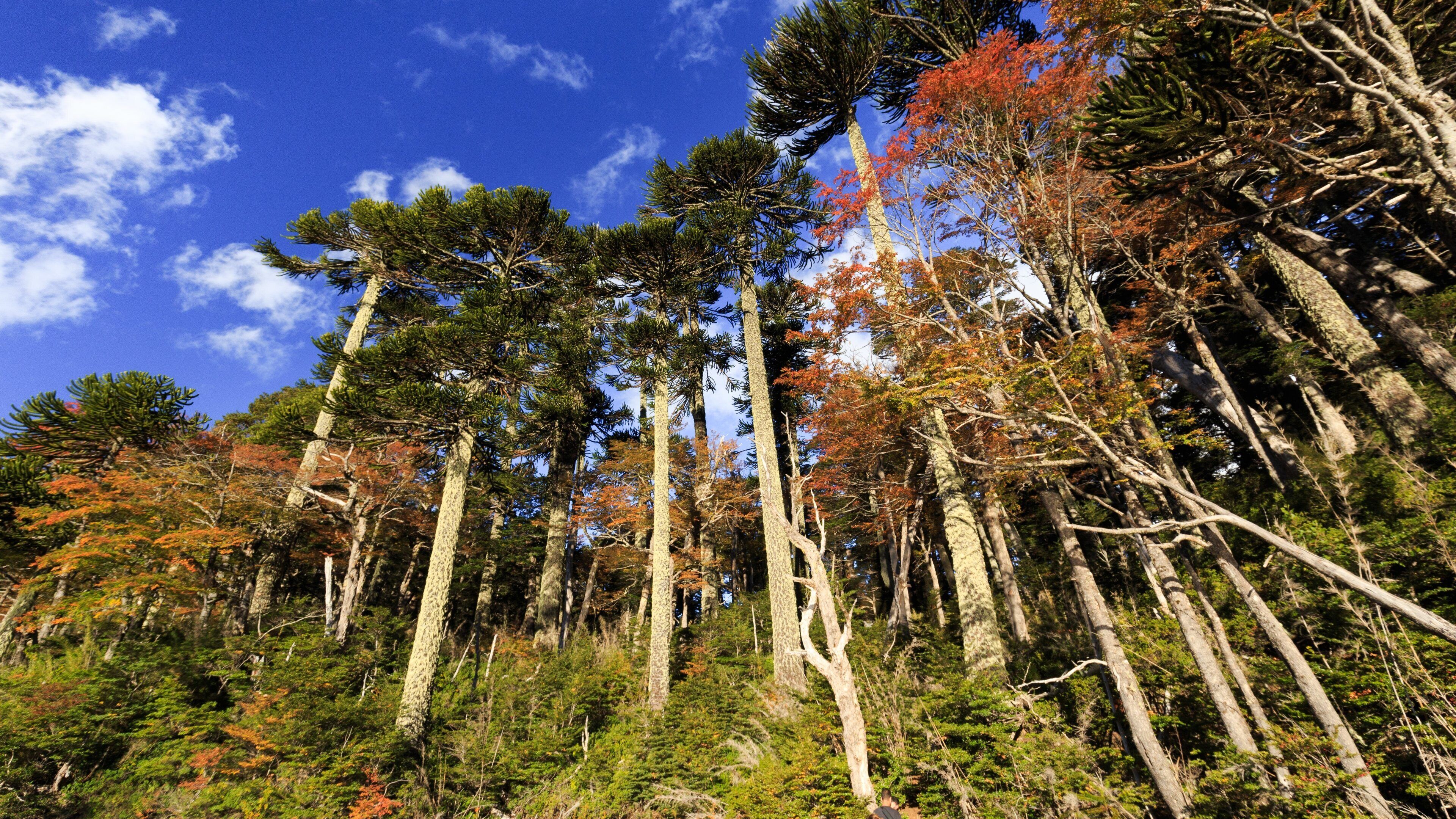 Huerquehue National Park showing forests