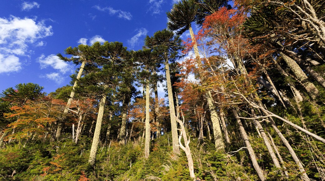 Huerquehue National Park showing forests
