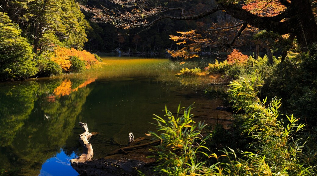 Huerquehue National Park showing a pond