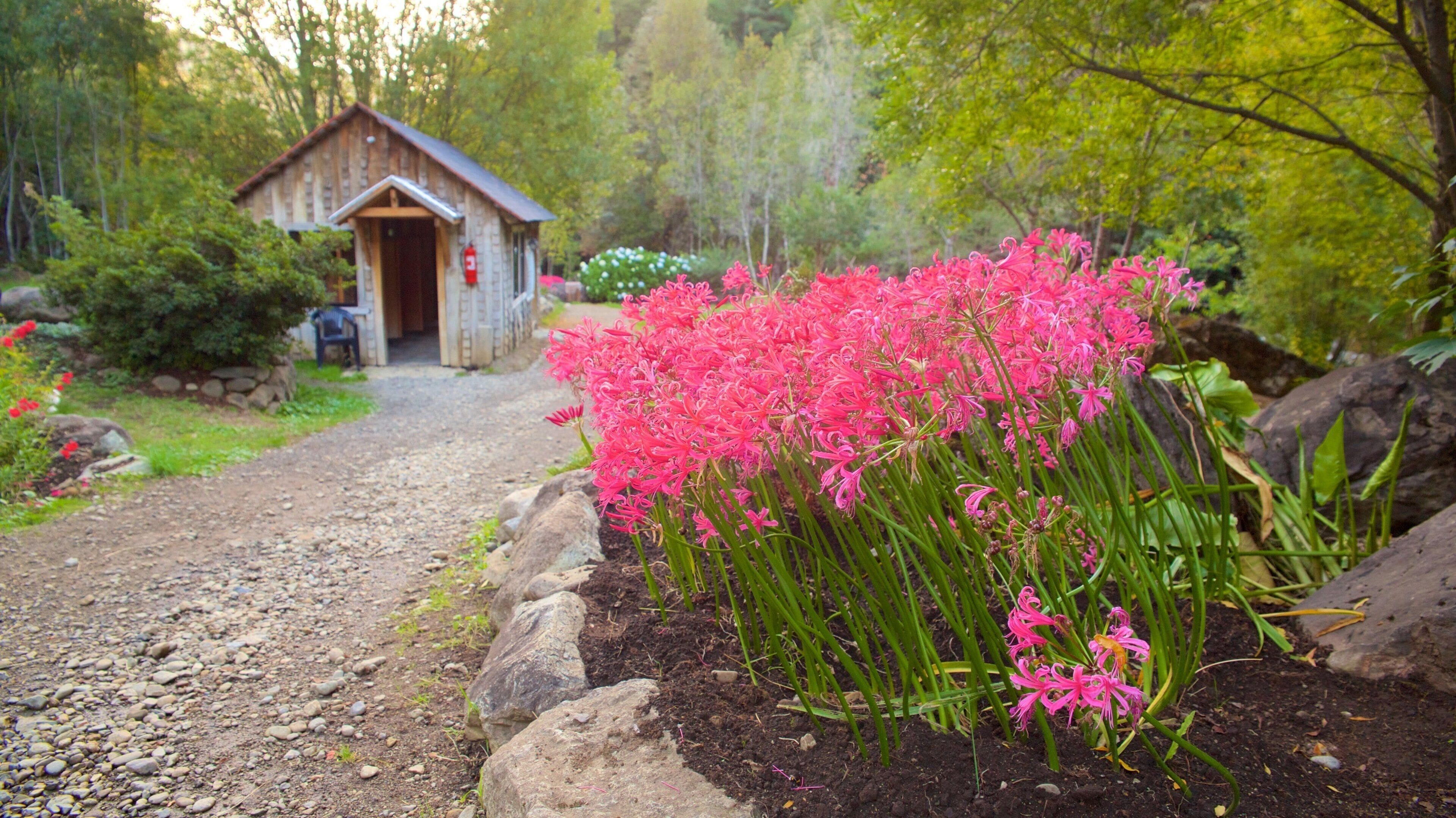 Los Pozones Hot Springs showing forest scenes and flowers