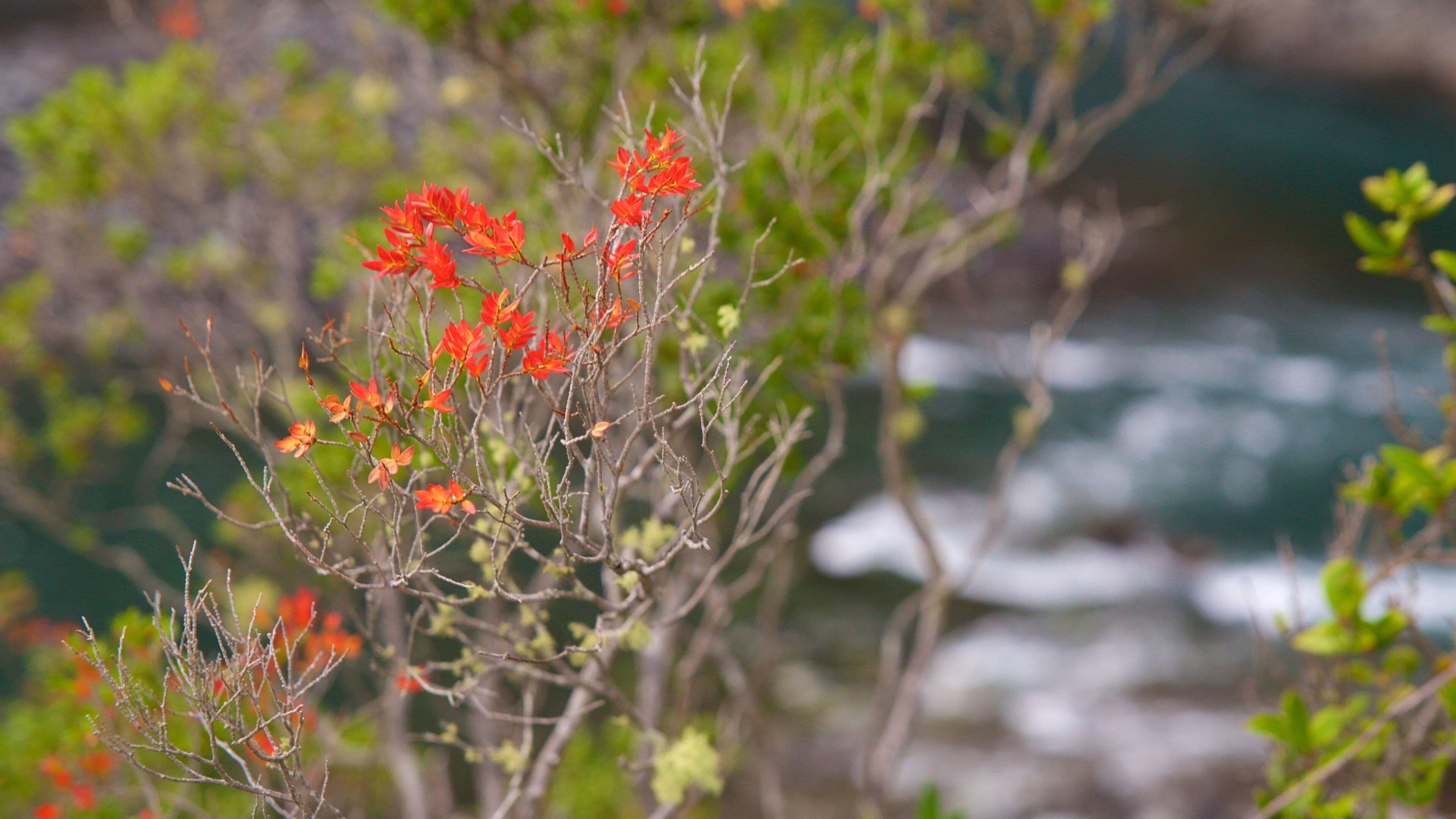 Petrohue Falls featuring flowers