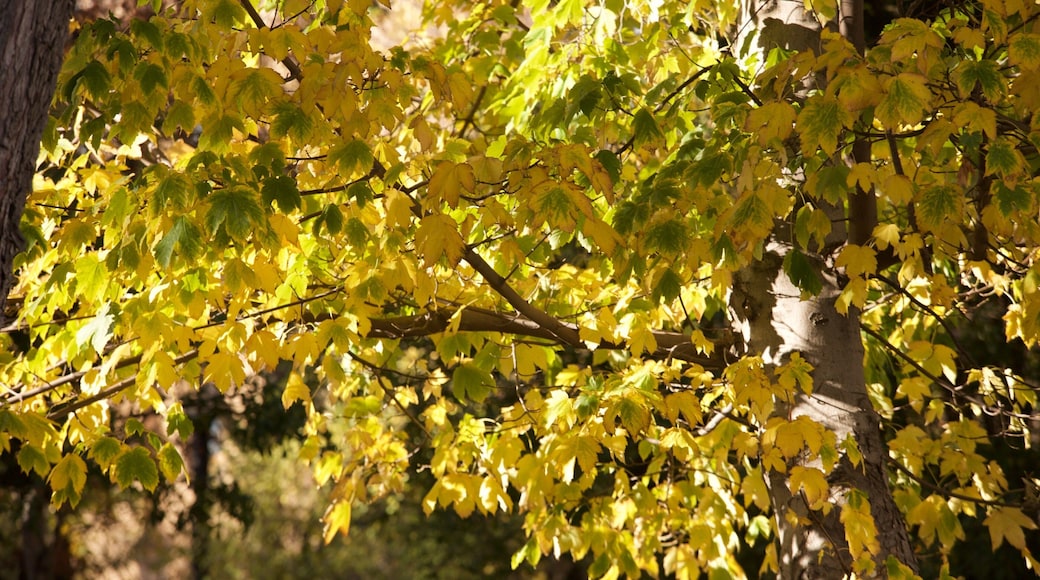 Plaza Munoz Gamero featuring a garden