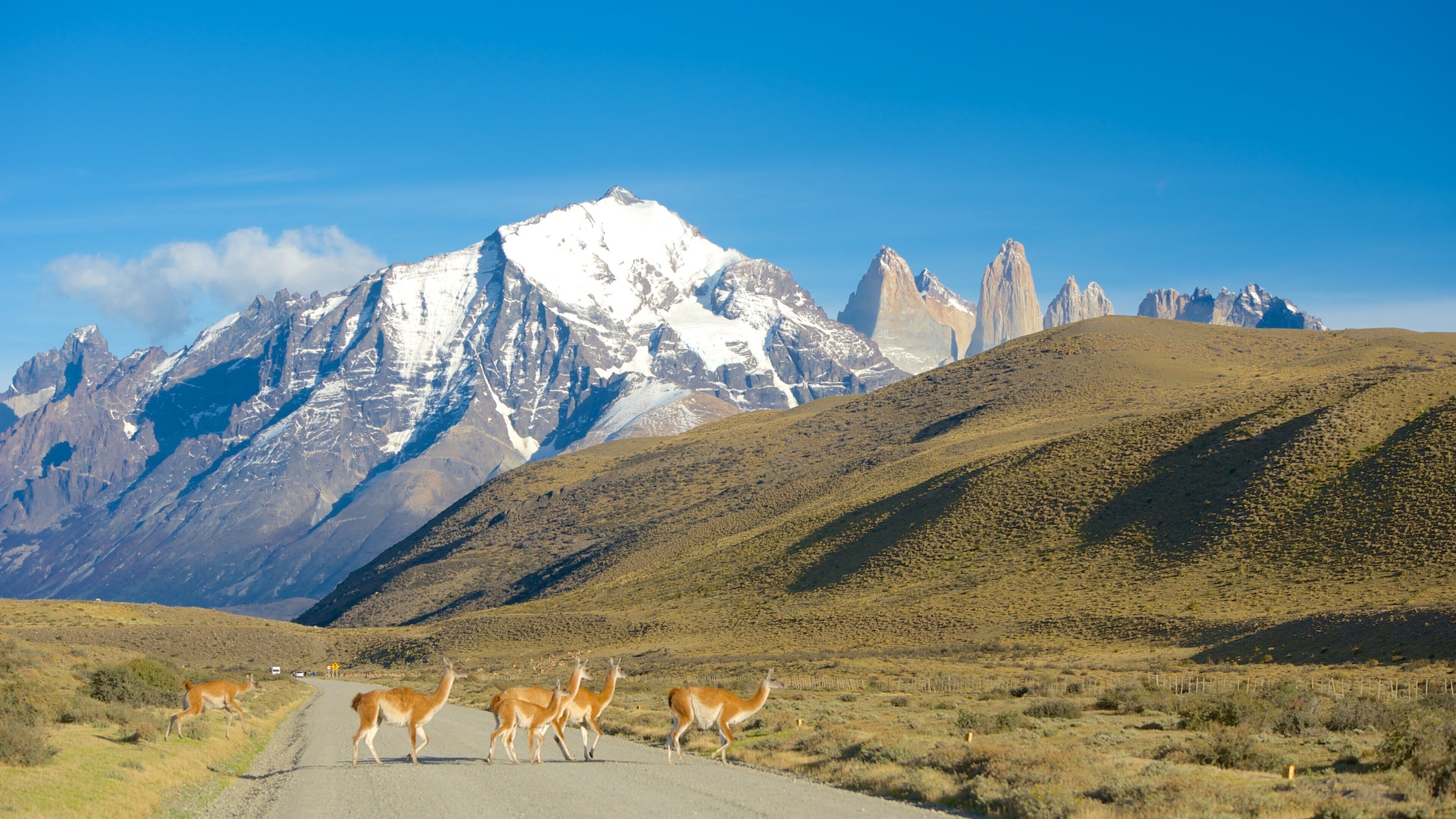 Nationaal Park van Torres del Paine inclusief bergen, sneeuw en dieren