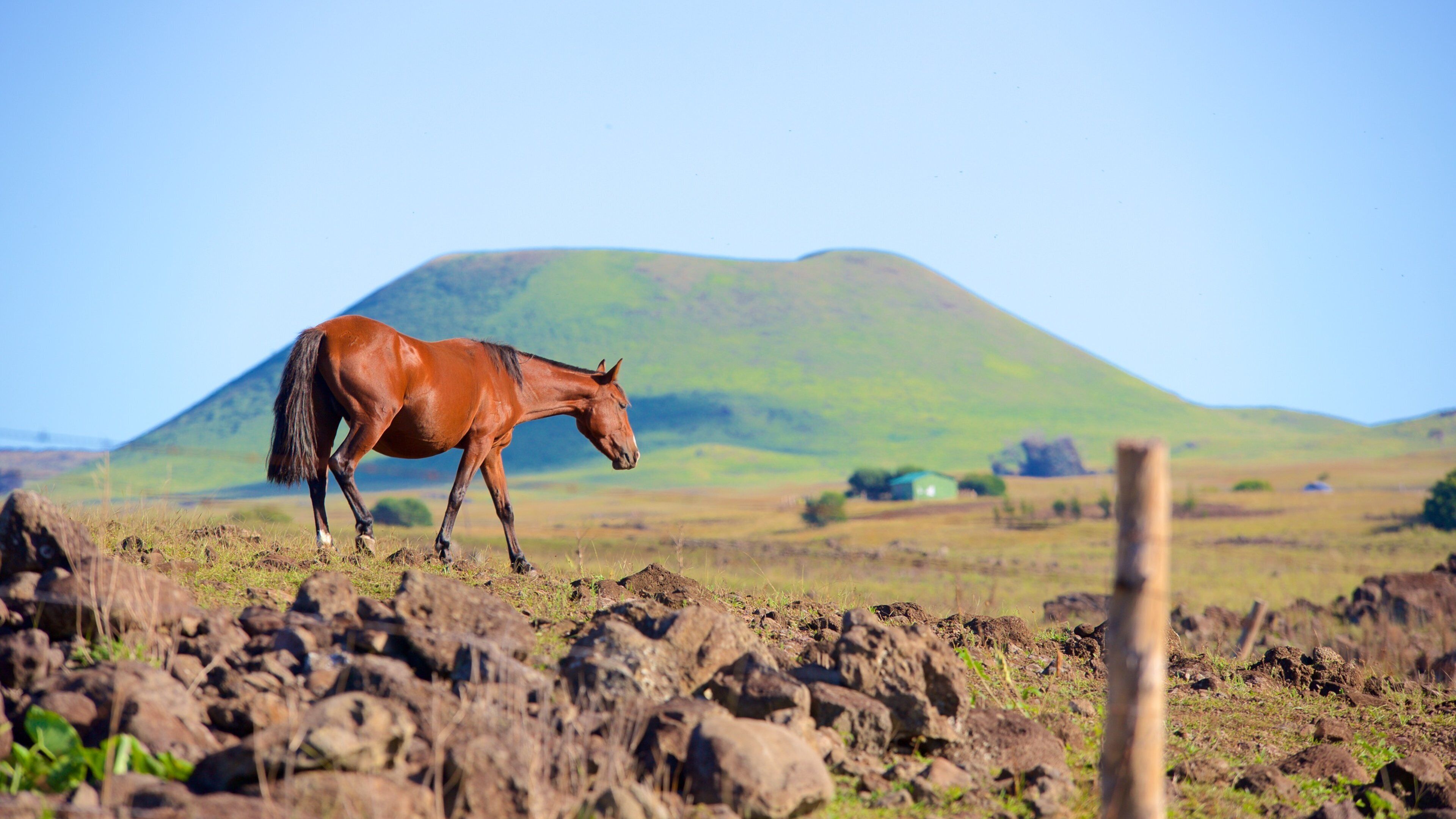 Ahu Hanga Tetenga showing land animals and tranquil scenes