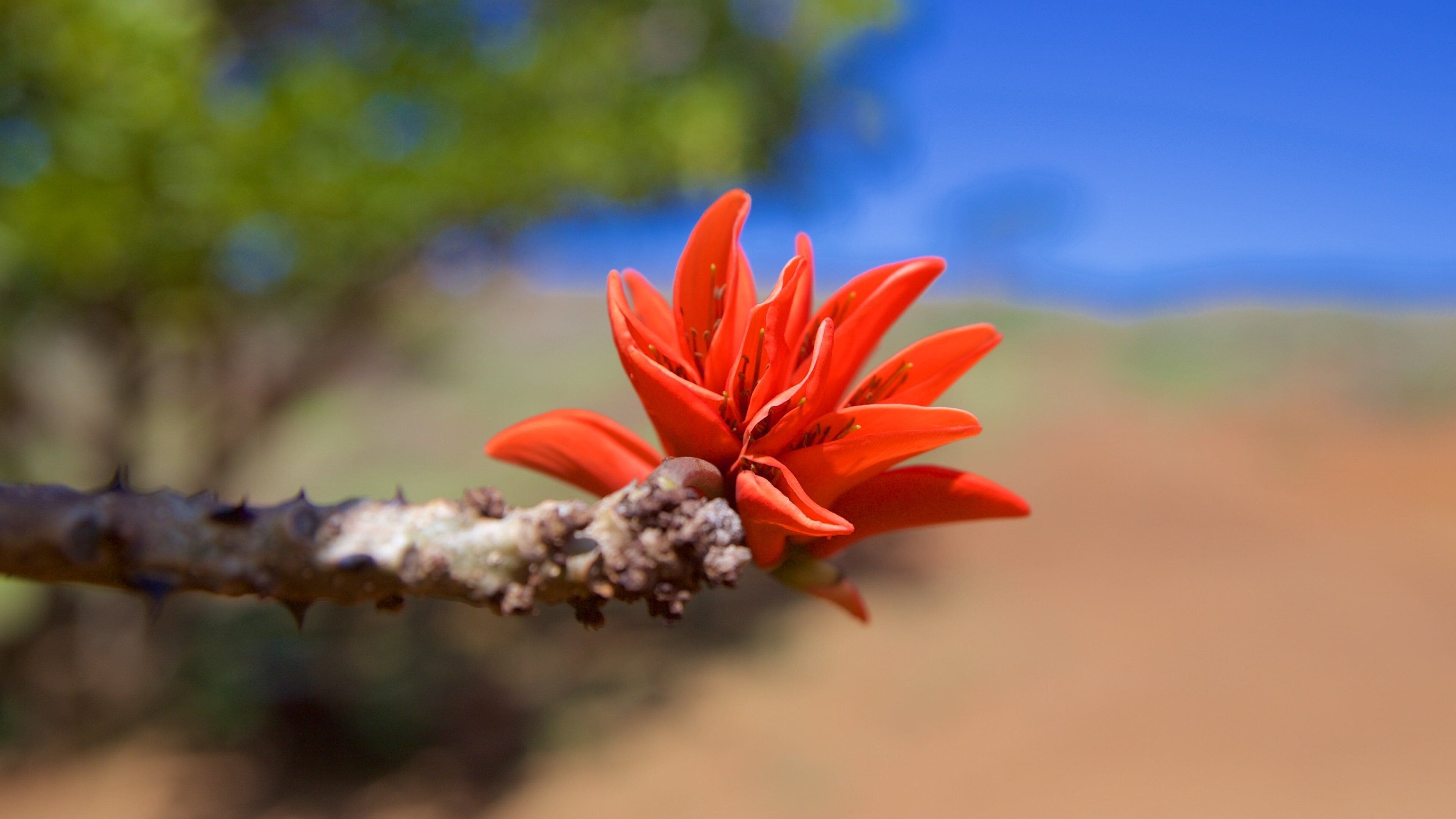 Rano Raraku mettant en vedette fleurs