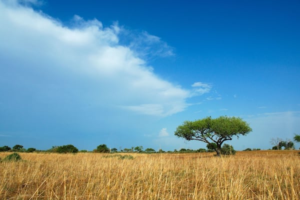 Lone Acacia Tree amongst a yellow field of grass in Waza National Park, Cameroon .