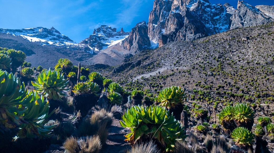 mt. Kenya with lobelias