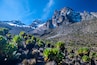 mt. Kenya with lobelias