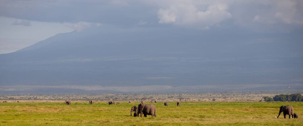 Manada de Elefantes en la Vasta Sabana de Kenia al Atardecer