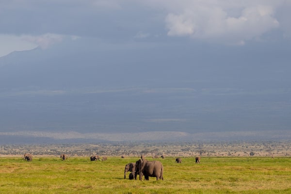 Manada de Elefantes en la Vasta Sabana de Kenia al Atardecer