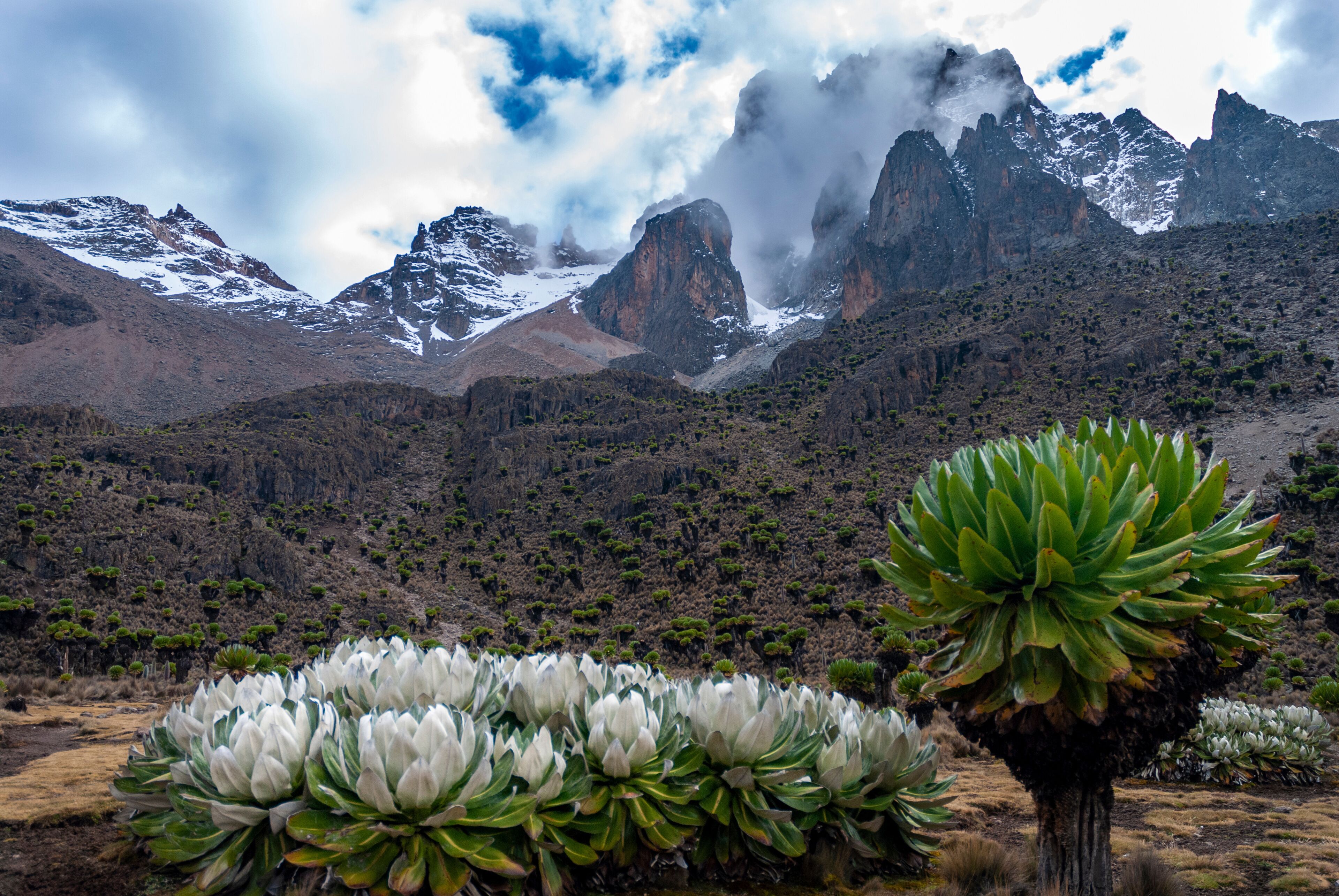 mt kenya national park