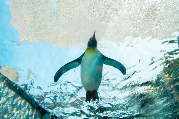A penguin swimming underwater.