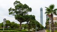 A city park with large trees, a tall skyscraper, and a street with street lamps.