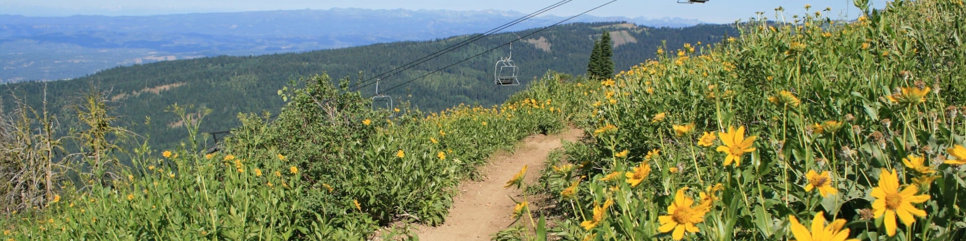 Brundage Mountain Ski Area caracterizando flores silvestres e paisagem