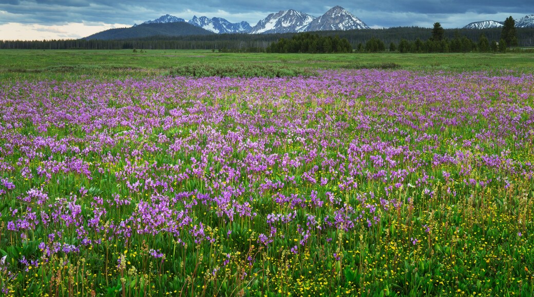 萨蒙-查理斯国家森林