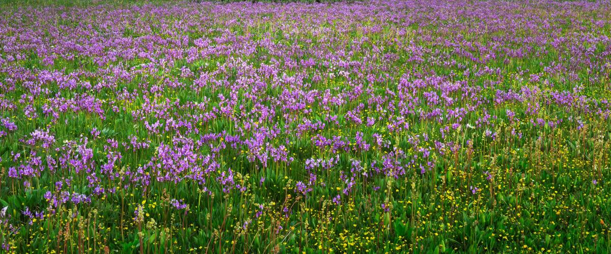 A field of purple flowers with mountains in the background.