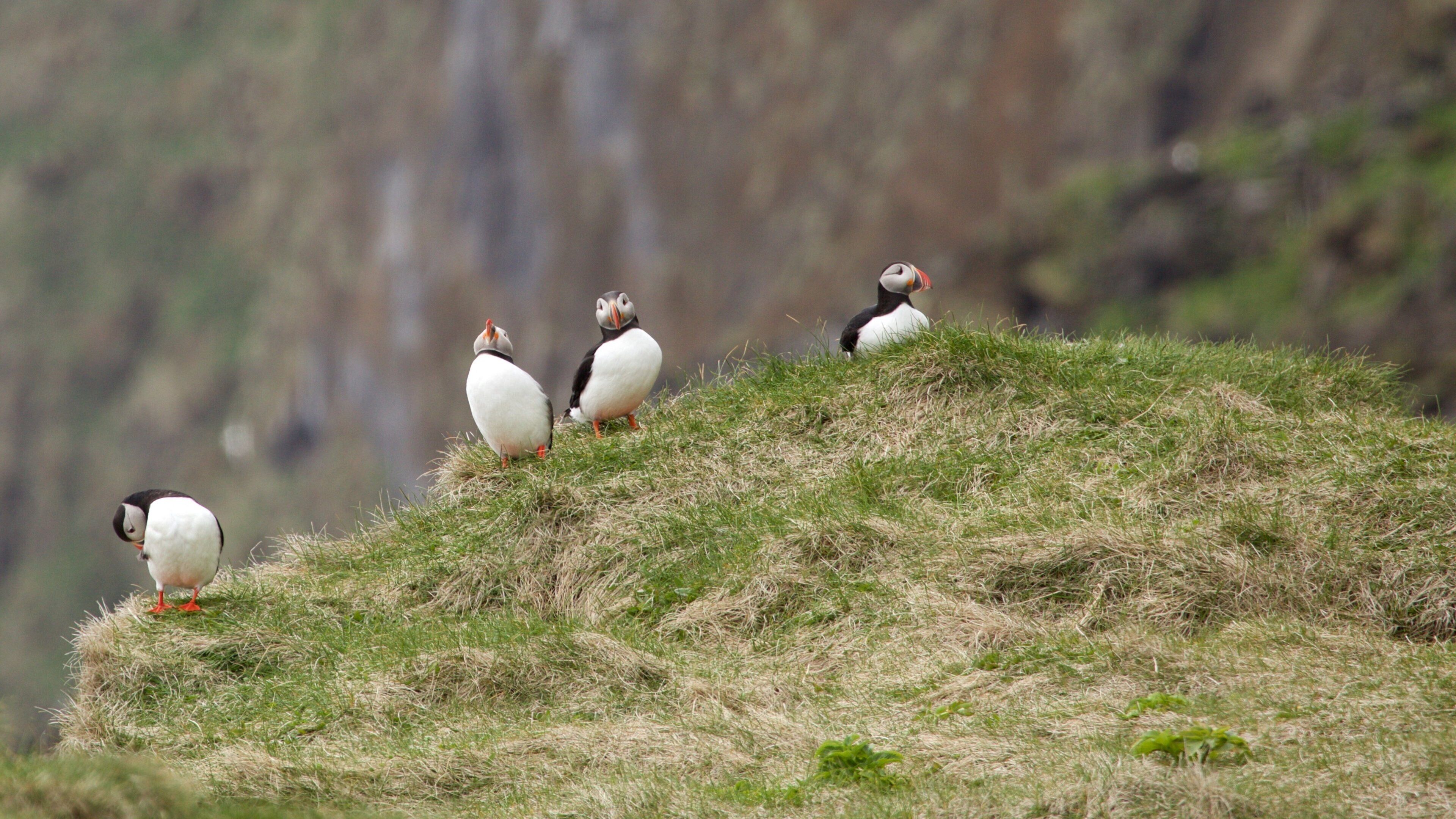Reynisdrangar montrant vie des oiseaux
