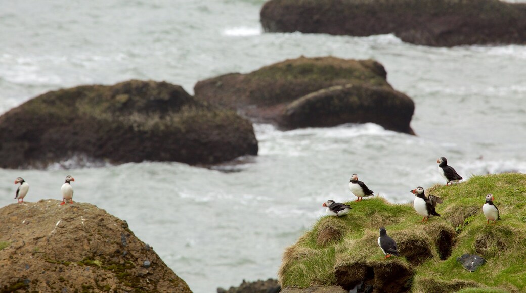 Reynisdrangar which includes general coastal views and bird life